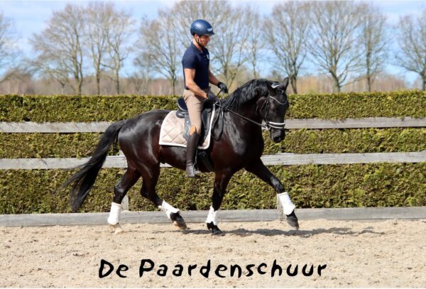 ambassadeur Bates zadel