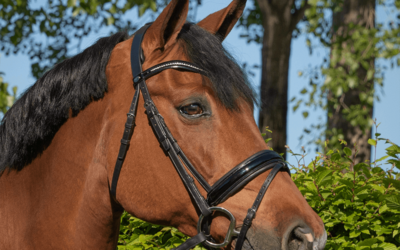 HELP, een tongprobleem bij mijn paard!