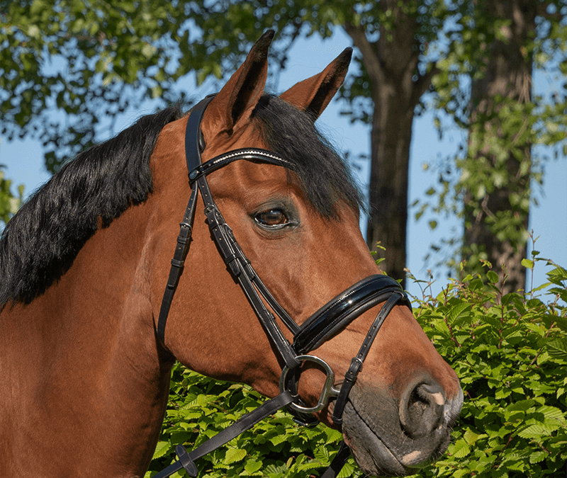 HELP, een tongprobleem bij mijn paard!