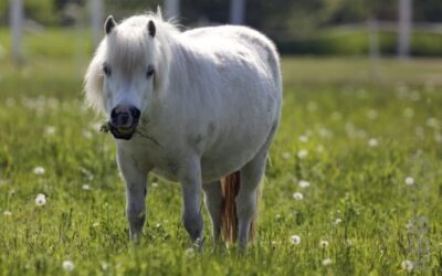 Help, mijn paard is te dik!