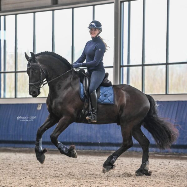 Paard met myler bit