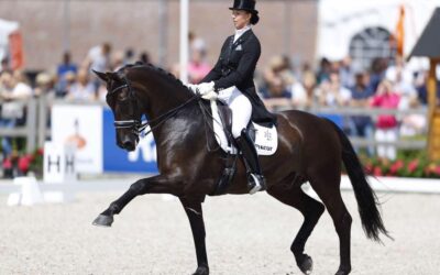 Ontdek de High-Tech stijgbeugels van Freejump