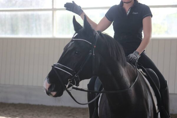 Myler Baucher bit Level 2 - Afbeelding 2