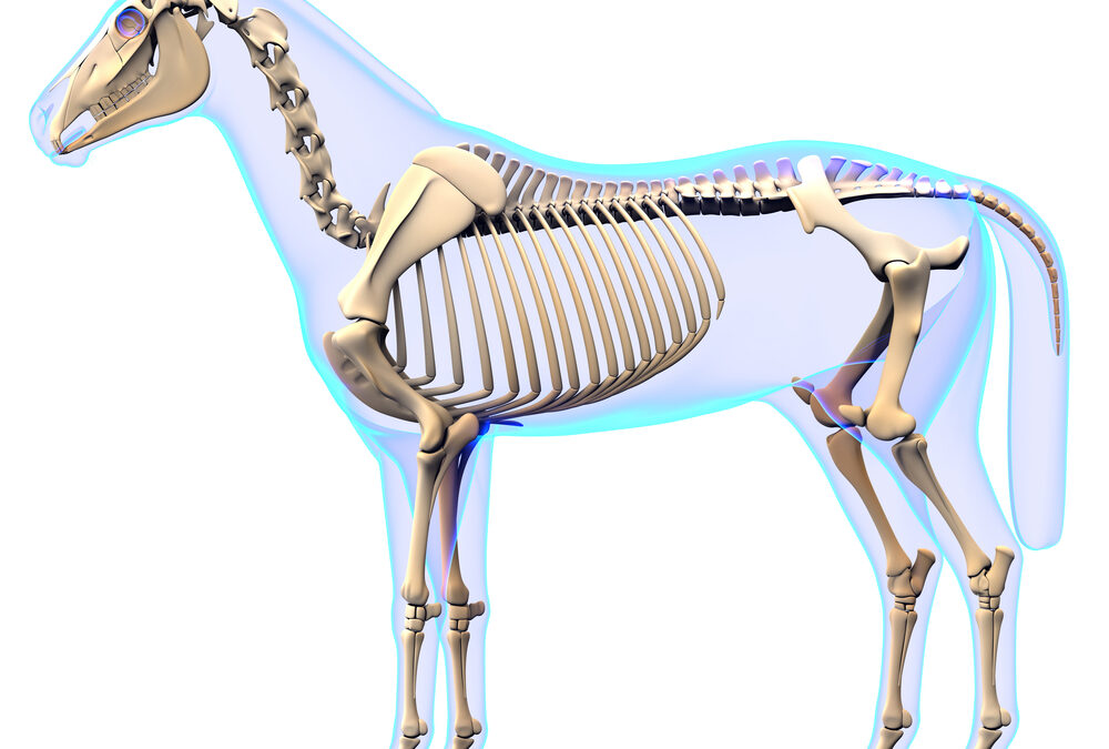 Zadels voor paarden met een korte rug