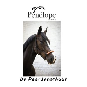 Touwhalster American rope penelope zwart hazelnoot