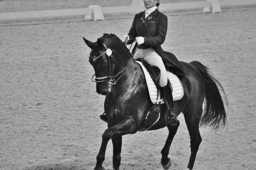 Dressurzadel , top niveau van BATES. HART systeem aanpasbaar zadel