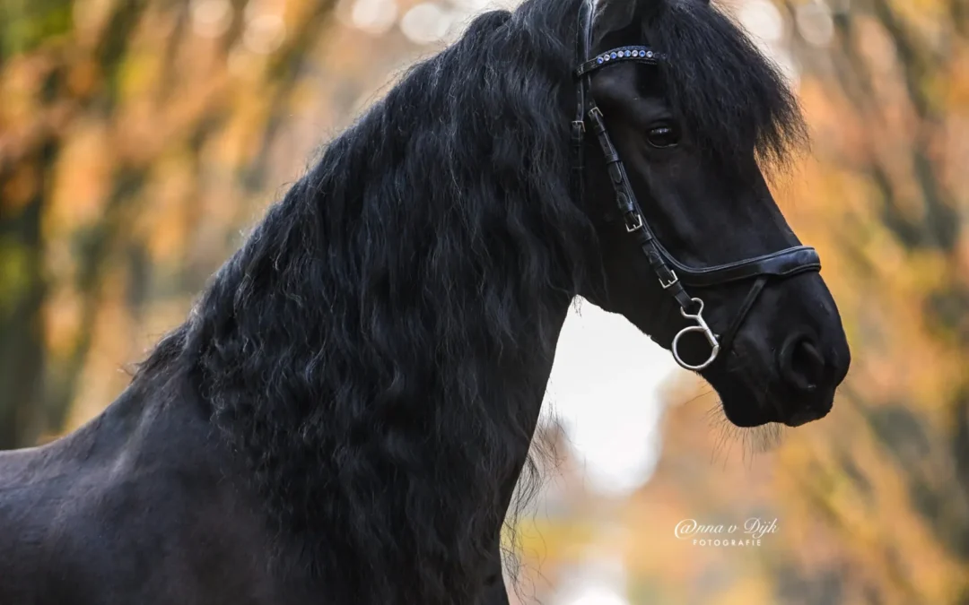Het BAUCHER bit uitgelegd