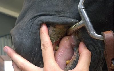 Kapotte mondhoeken bij je paard? Dit is de oorzaak (én de oplossing)
