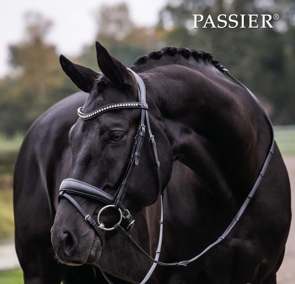 Hoofdstelfitting en teugeldruk in de praktijk: een paard met een correct afgesteld hoofdstel
